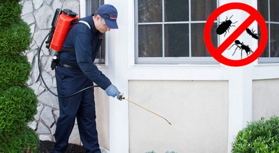Ayvacık Pire İlaçlama böcek ilaçlama ve haşere kontrolü — ilaclama-tr.com
